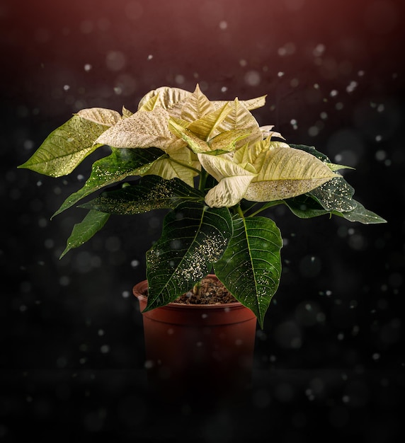 Witte poinsettiabloem