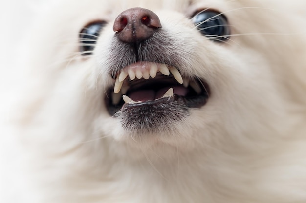 Witte pomeranian hond blaffen close-up