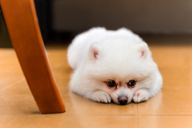 Witte Pomeranian-hond die op vloer liggen die droevig kijken.