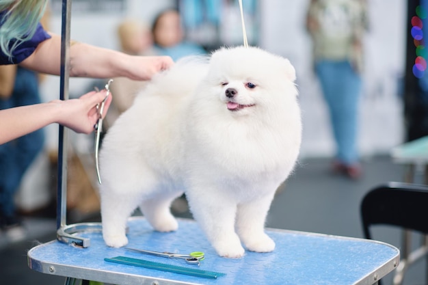 Witte pomeranian tijdens het verzorgen bij de hondentrimsalon