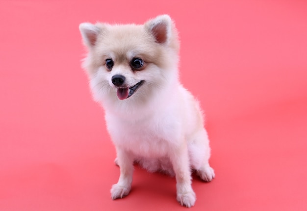 Witte pomeranianhond op rood