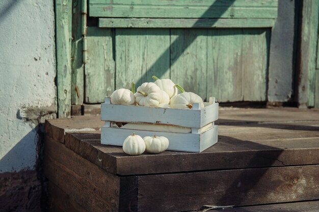 Foto witte pompoenen in een doos