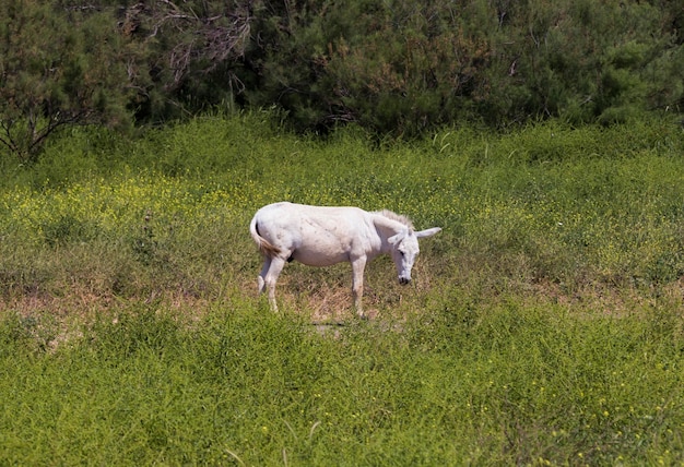 Witte pony op een achtergrond van gras en bos