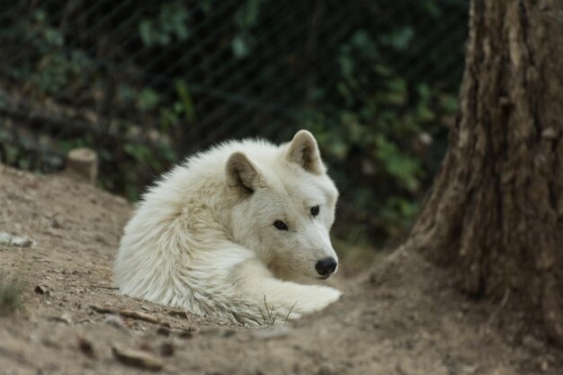 Witte poolwolf ligt op de grond en kijkt in de camera