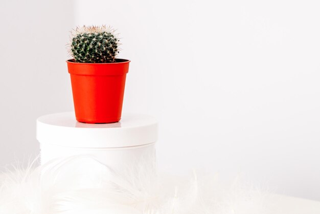 Witte pot met cosmetische crème lotion en natuurlijke groene cactus in de pot tegen een witte achtergrond mockup kopie ruimte