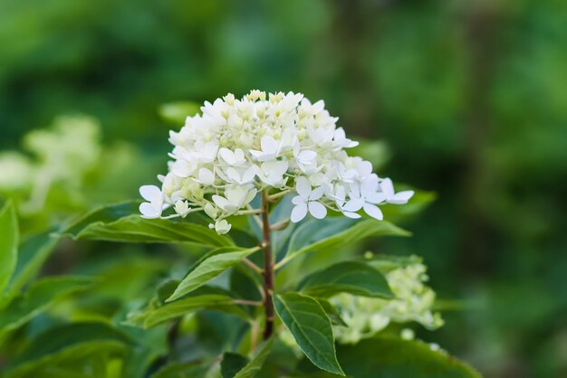 Witte prachtige bloemen van de hortensia plant Outdoor decor in een park of tuin