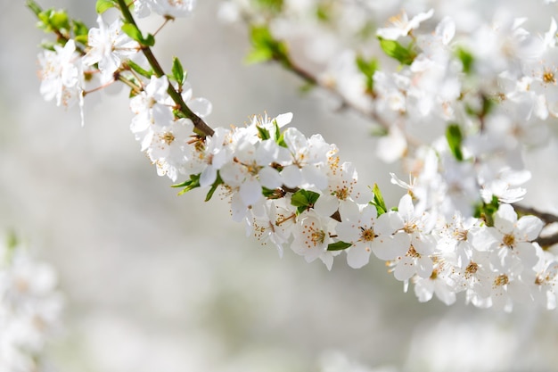 Witte pruimenbloesem mooie witte bloemen van prunusboom in stadstuin gedetailleerde macro