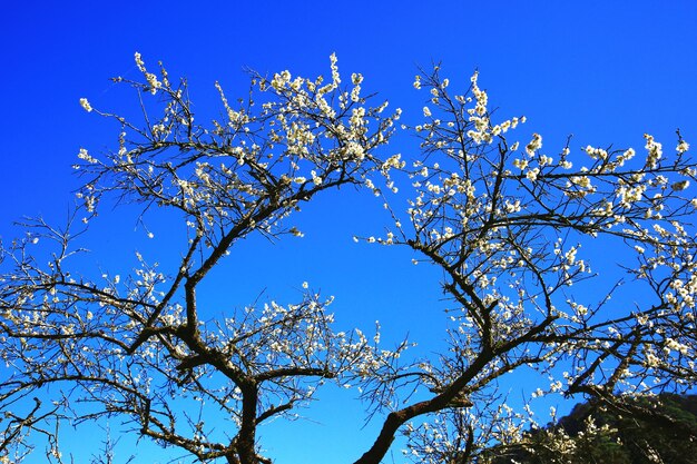 witte pruimenbloesems bloeien op de takken met een blauwe achtergrond op een zonnige dag