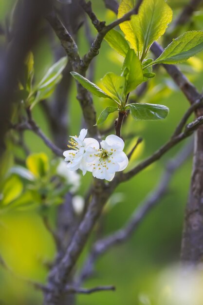 Witte pruimenboom bloeit in het voorjaar van park Prachtige natuur achtergrond Lente op het platteland