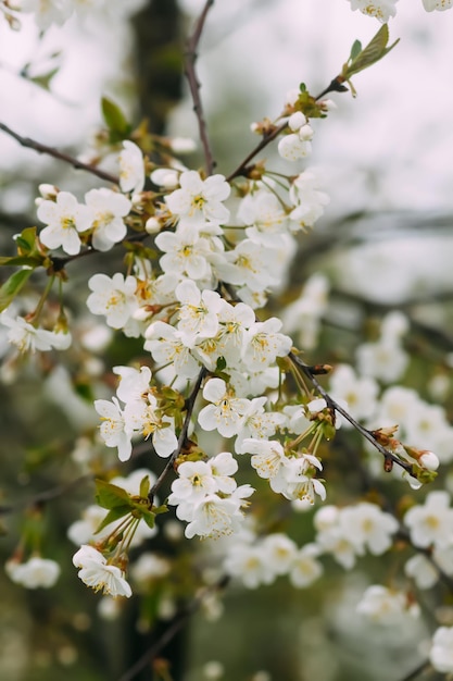 Witte pruimenboom bloeit in het voorjaar van park Prachtige natuur achtergrond Lente op het platteland