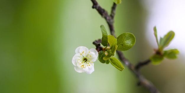 Witte pruimenboom bloeit in het voorjaar van park Prachtige natuur achtergrond Lente op het platteland