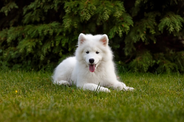 Witte puppy Samojeed husky liggend in de tuin op een groen gazon