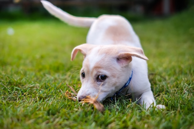 witte puppy spelen in de groene tuin.