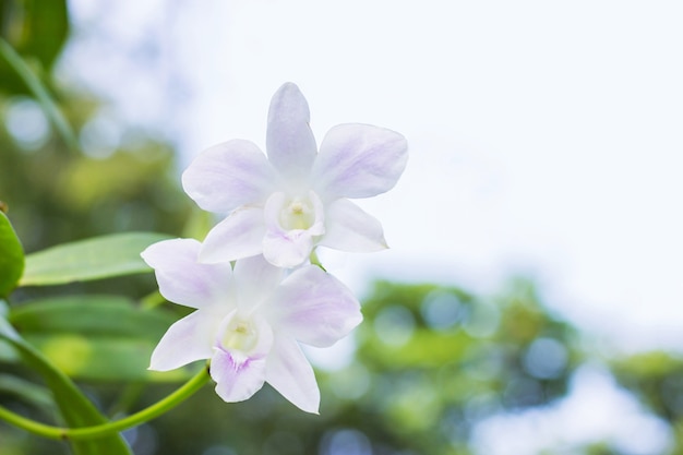 Witte Purpere orchideeën - Tropische orchideeën - symbool van Thaise bloem