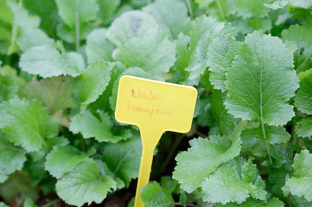 Witte raap (brassica rapa) planten met een klein geel bordje met de naam geschreven in het Spaans