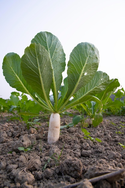 Witte radijs groeit in het veld met groene bladeren