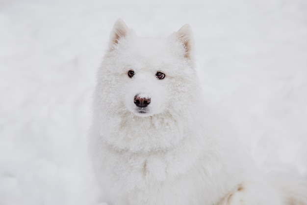 Witte rashond op de sneeuw in een bos. Grappige dieren