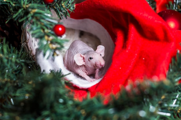 Witte rat in het speelgoedclose-up van Kerstmis