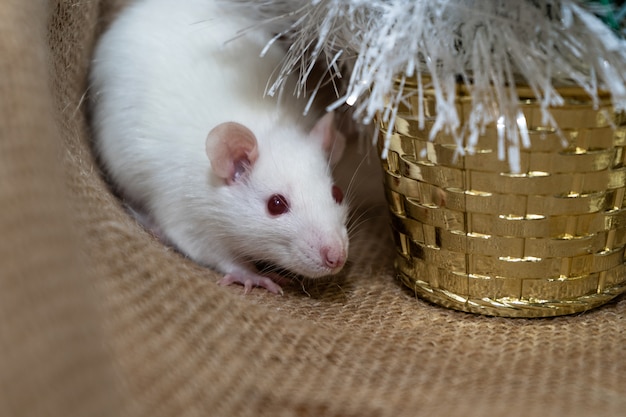 Witte rat met Kerstdecoratie