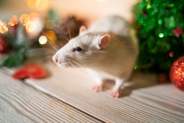 Witte rat op een kerstboom