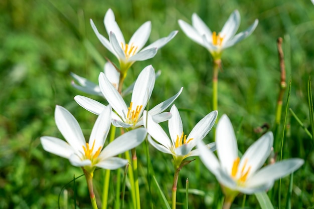 Witte regenleliebloem, zomerbloem zephyranthese candida in de tuin. flora.