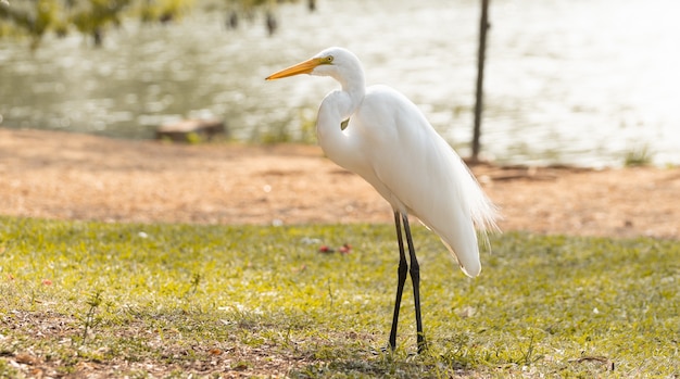 Witte reiger bij Braziliaans park