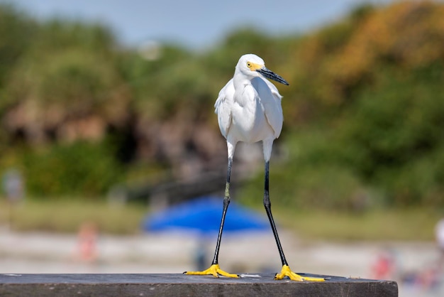 Witte reiger wilde zeevogel ook bekend als grote zilverreiger aan zee in de zomer