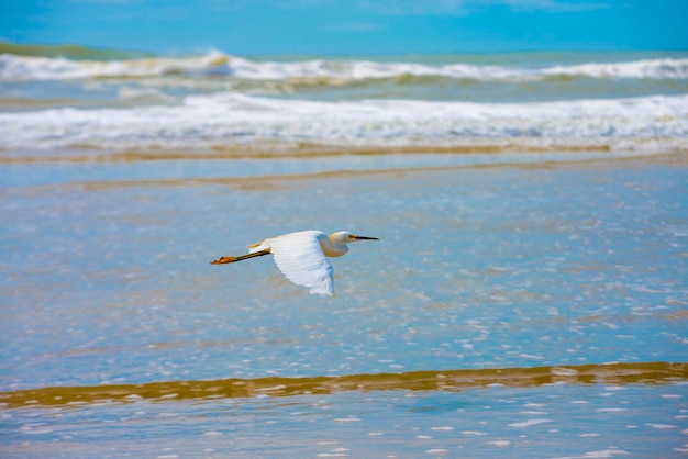 Witte reigeraigrette in lage vlucht over het strand.