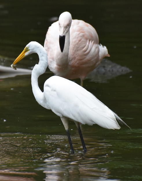 Foto witte reigervogel die naar zijn reflectie kijkt