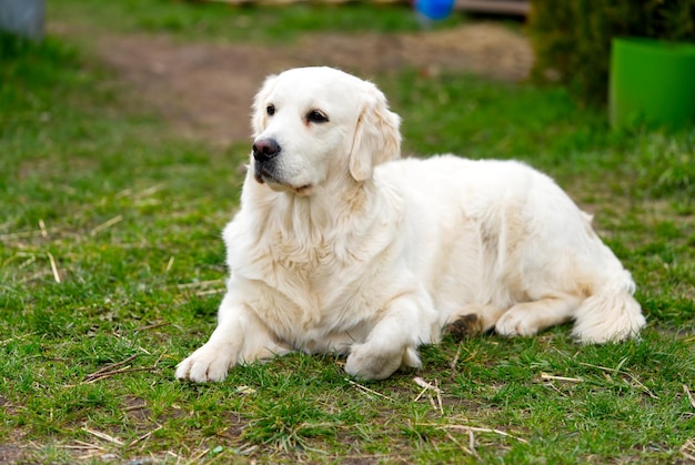 Witte retrieverhond die in het gras ligt