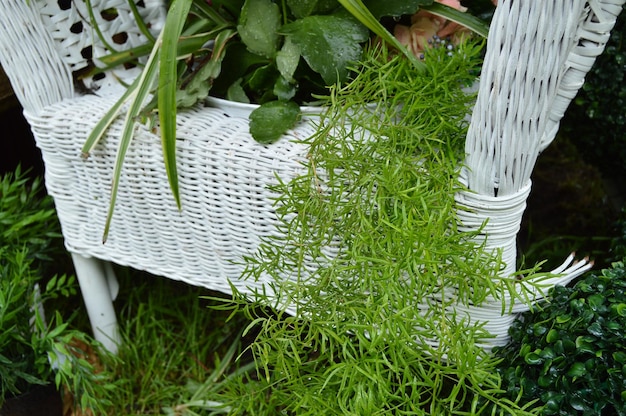Witte rieten stoel in de tuin planten in potten staan op de stoel mooi ontwerp