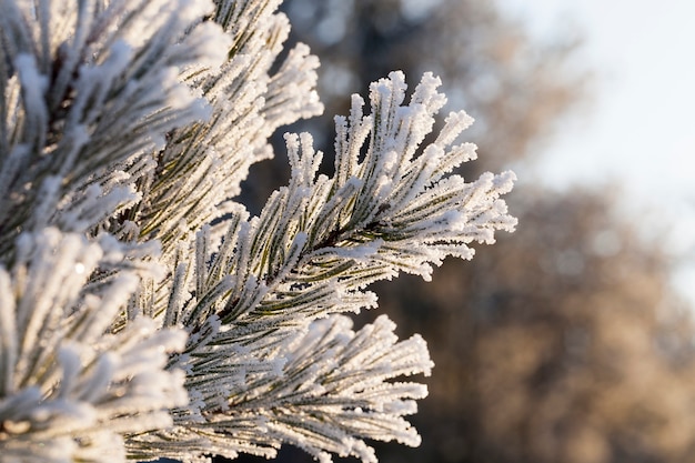 Witte rijm, achtergelaten op dennennaalden in de winter, takken close-up