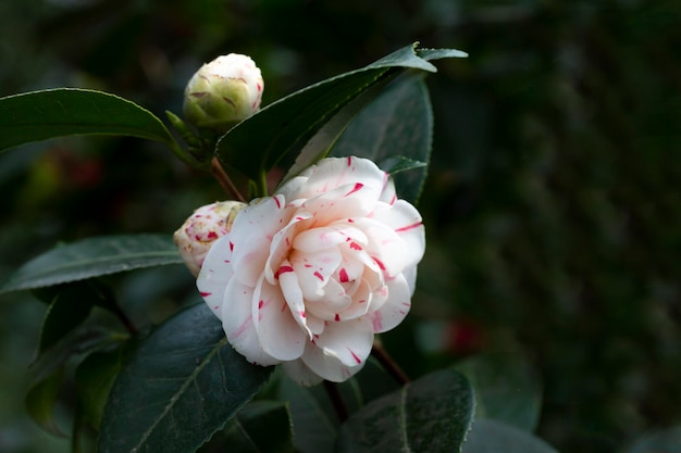 Witte rode perfecte camelliabloem in volle bloei close-up macro Witte camelliabloesem Camellia japonica Lavinia Maggi