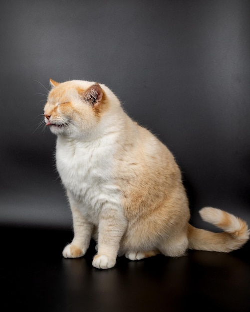 Witte rode zieke kat met neergelaten pijnlijke oren