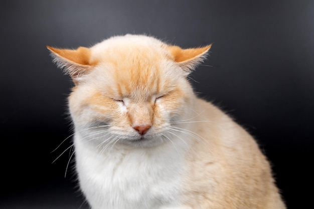 Witte rode zieke kat met neergelaten pijnlijke oren