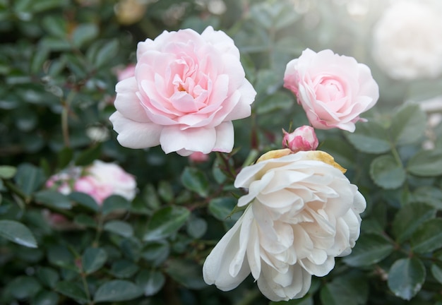 witte roos bloem in de tuin