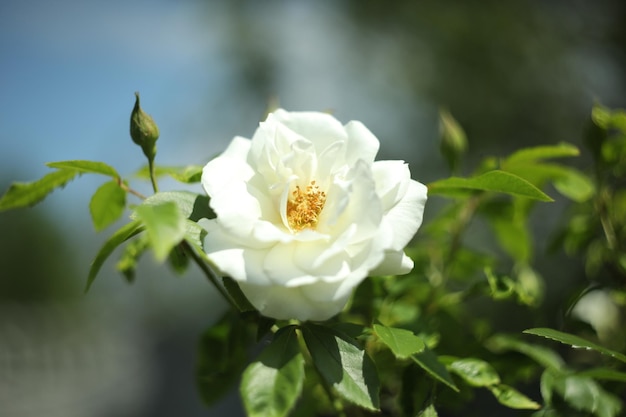 Witte roos in de tuin
