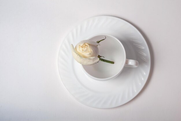 Foto witte roos in een witte kop op een schoteltje op een witte achtergrond
