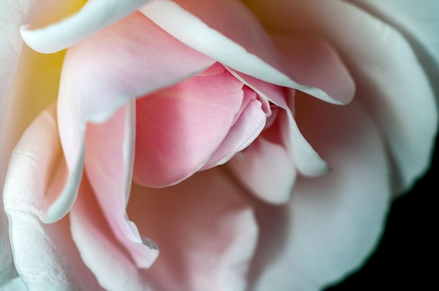 Foto witte roos met fijne textuur