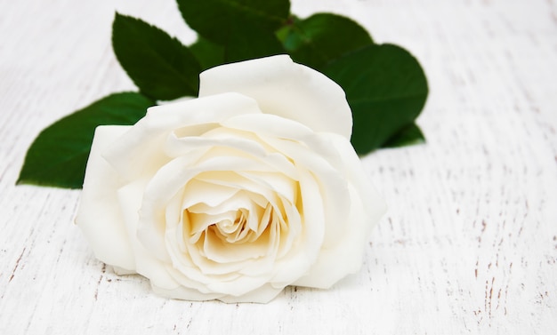 Witte roos op de houten tafel