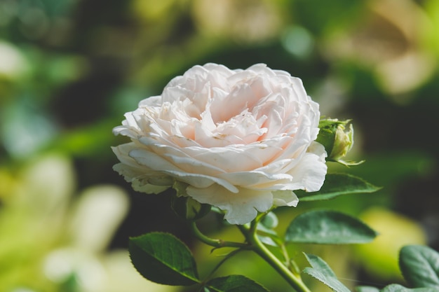 Witte roze bloem die op een aardachtergrond bloeit