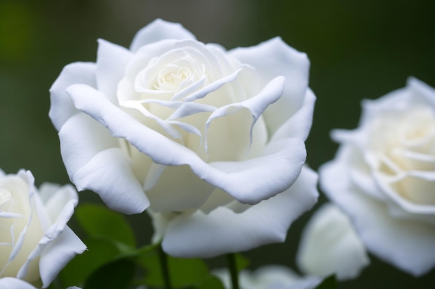 witte roze bloemen close-up shot 100 mm opname met bokeh achtergrond