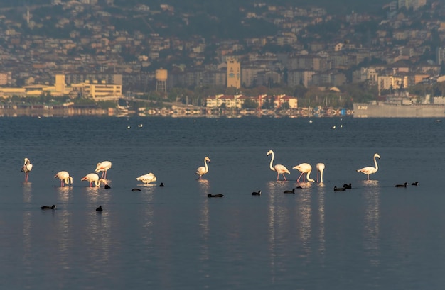 Foto witte, roze en rode flamingo's en baby's, in zee, vijver en zwembad