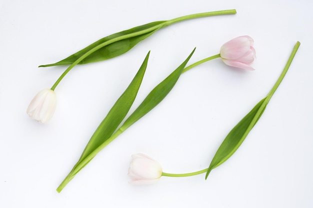 Foto witte roze tulpen op een witte achtergrond