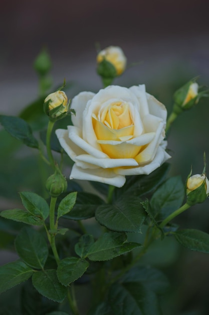 Witte rozen bloeien in de tuin Witte rozenstruik Witte roos in een tuin