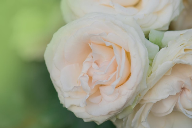 Witte rozen Eden Rose in de zomertuin Knoppen van witte rozen bloeien op een struik