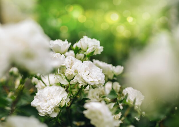 Witte rozen in de natuur met een zonnige achtergrond.