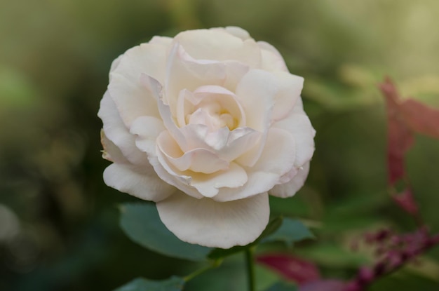 Witte rozen in de zomertuin Toppen van witte rozen bloeiend op een struik Sugar Moon rose