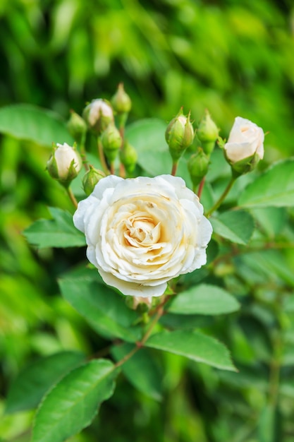 Witte rozen op een struik