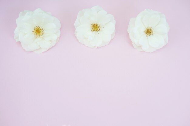 Witte rozen op pastelroze